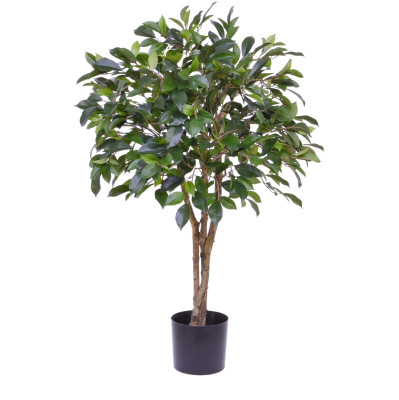 Ficus (75 cm)