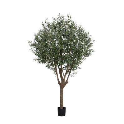 Drzewko oliwne (250 cm)