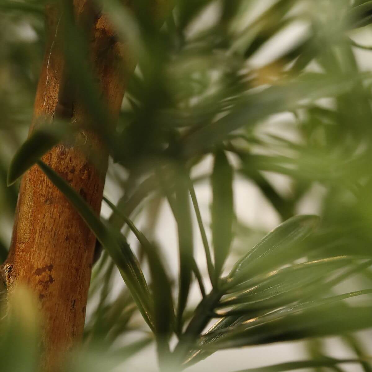 Dirbtinis medis Podokarpas 155 cm UV