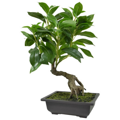 Viigipuu bonsai alusel (50 cm)
