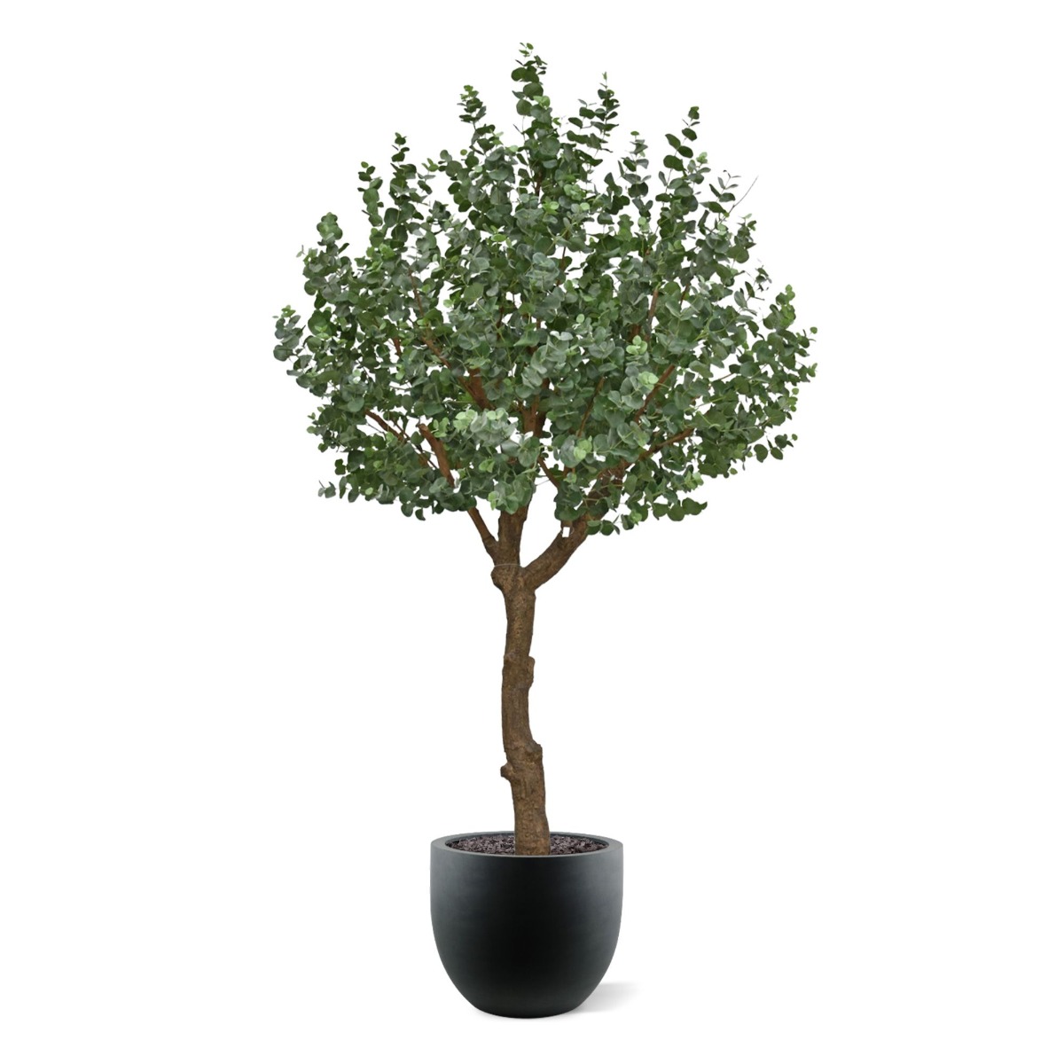 Dirbtinis medis Eukaliptas XL (300 cm)