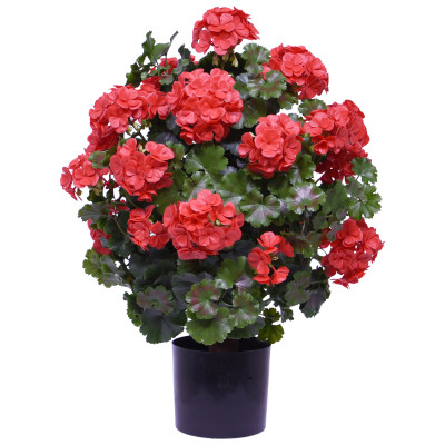 Geranium UV (50 cm)