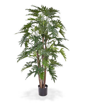 Philodendron Xanadu (140 cm)