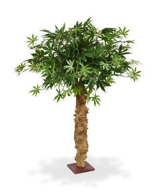 Vaahtera bonsai (85 cm)