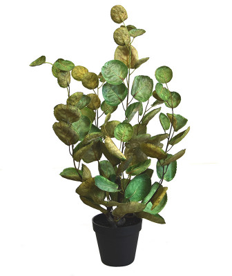 Keisarinhopea-aralia (60 cm)