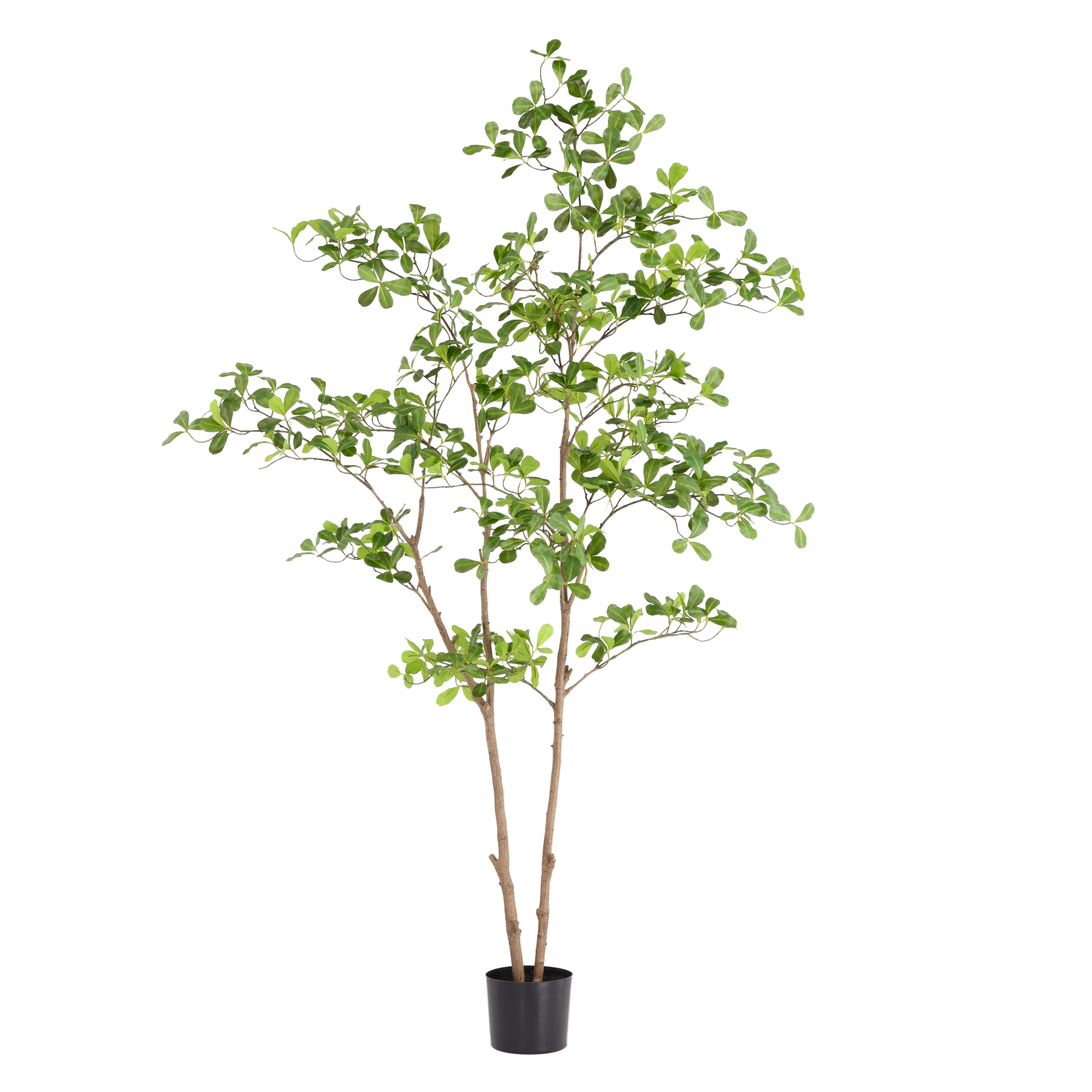 Artificial Pittosporum (180 cm) Artificial Pittosporum (180 cm)
