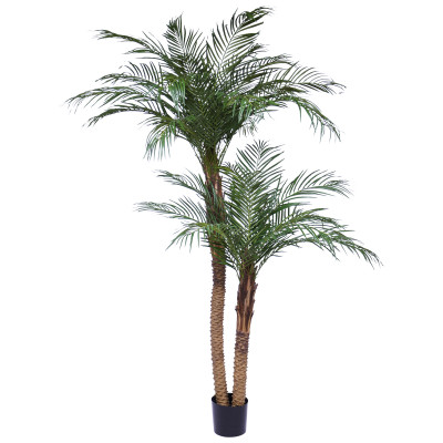 Phoenix palm (225 cm)