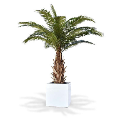 Palma daktylowiec kanaryjski XXL (300 cm)