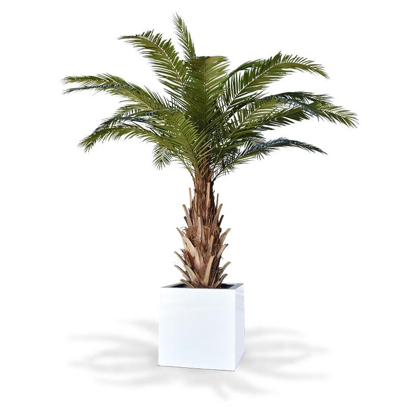Fake Phoenix Canary palm XXL (300 cm) Fake Phoenix Canary palm XXL (300 cm)