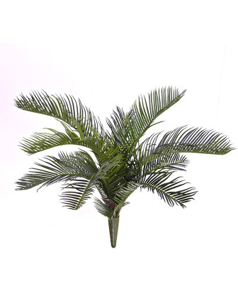 Palmė Cikas 50 cm