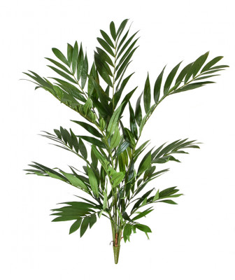 Mägipalm (90 cm)