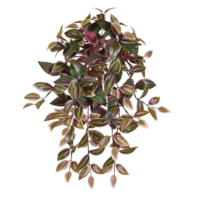 Tradescantia (50 cm)