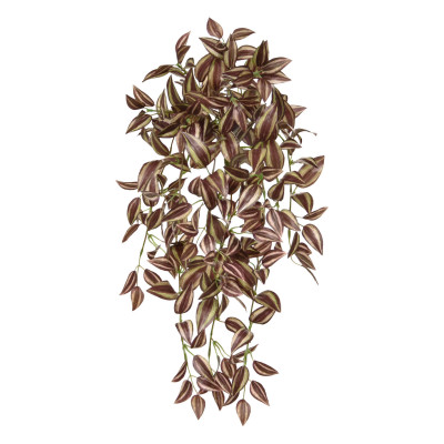 Tradescantia (50 cm)