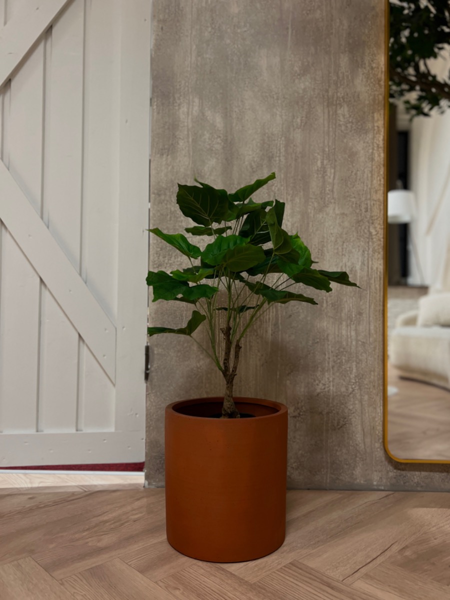 Combo - Ficus Umbellata un pods (75 cm)