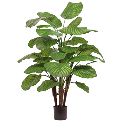 Calathea (110 cm)