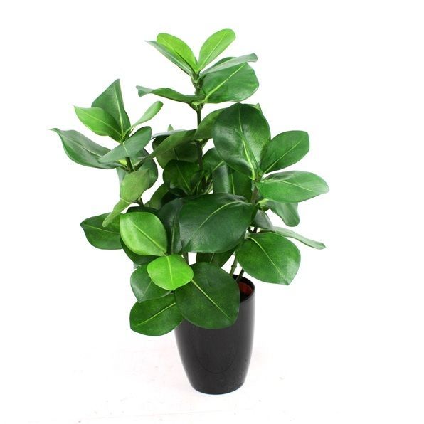 Planta artificial Clusia (40 cm) in pot (10 cm)