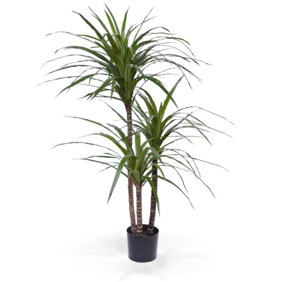 Dracena (100 cm)