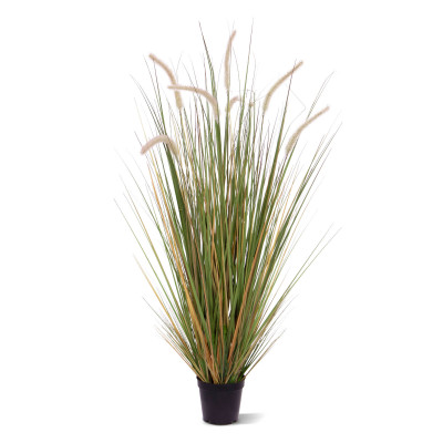 Zāles augs Pennisetum (100 cm)