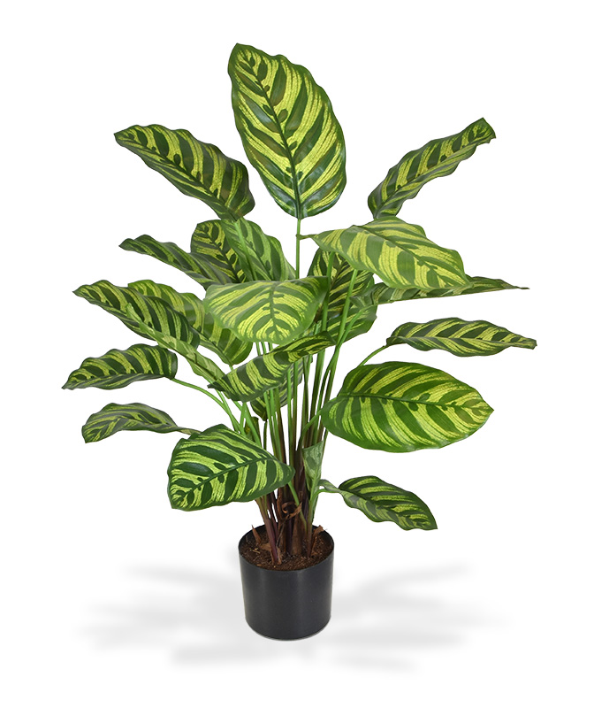 Planta artificial Calathea Makoyana (60 cm)