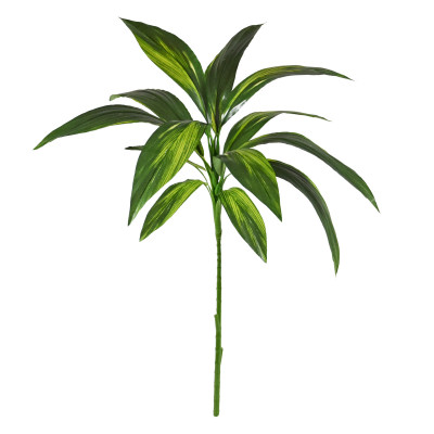 Dracena (70 cm)