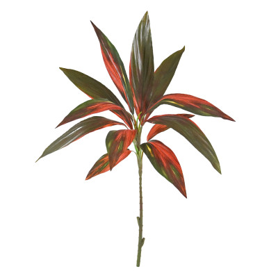 Dracena (70 cm)