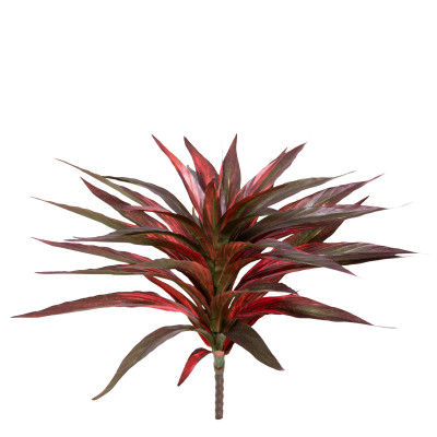 Dracena (30 cm)