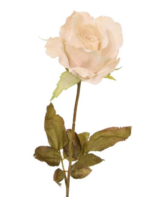Róża łodyga (60 cm)