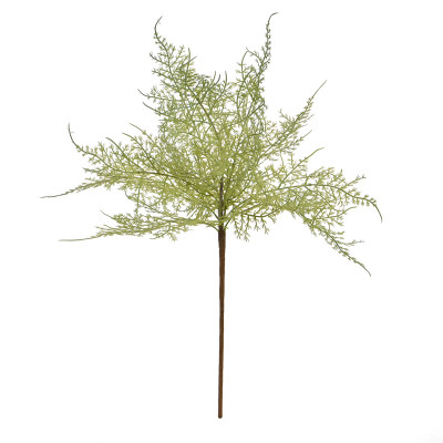 Asparagus (45 cm)
