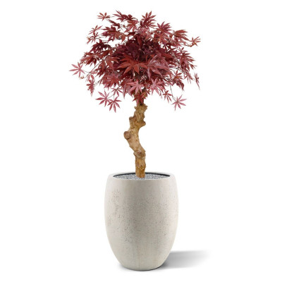 Vaher bonsai (85  cm)