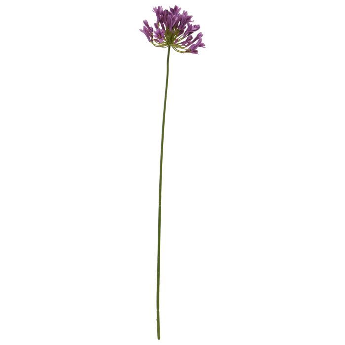 Agapanthus (75 cm)