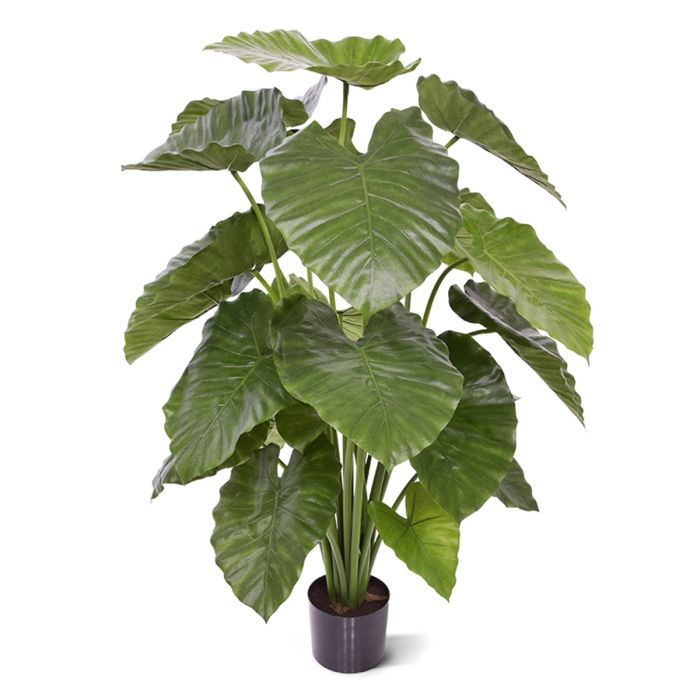 Alocasia Calidora
