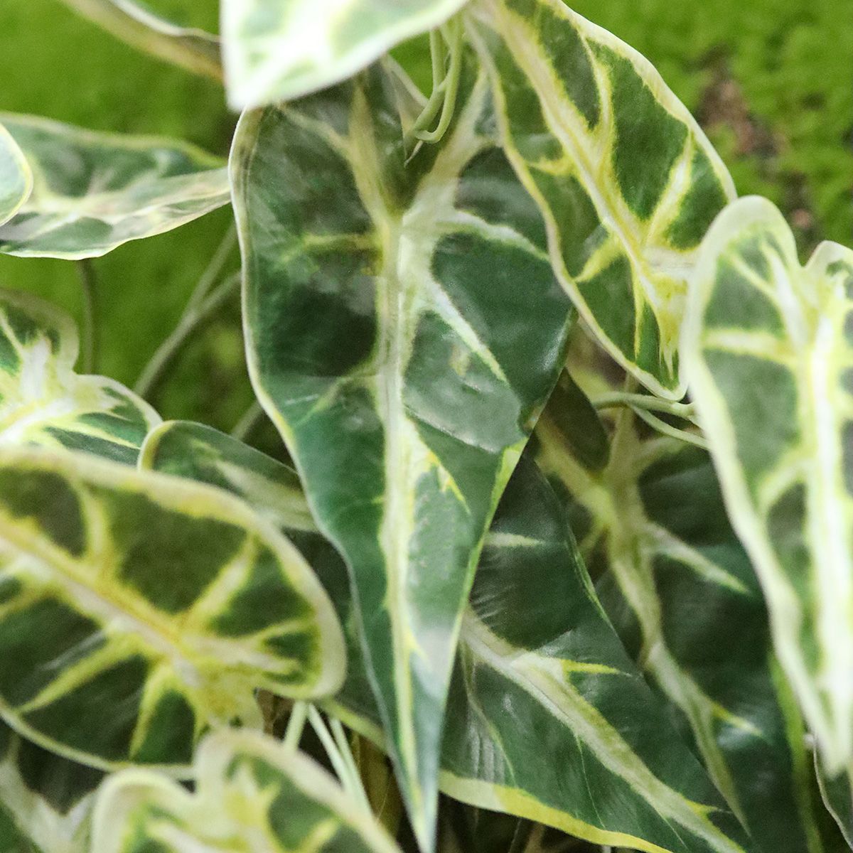 Kunstplant Alocasia (60 cm)