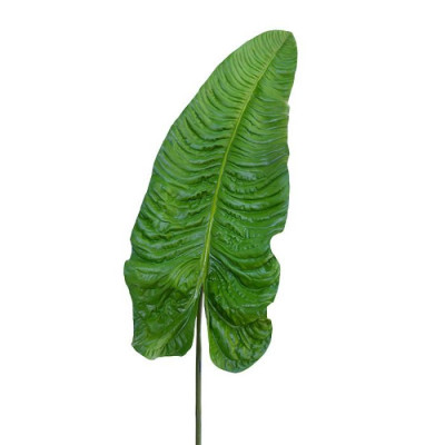Alocasia yaprağı