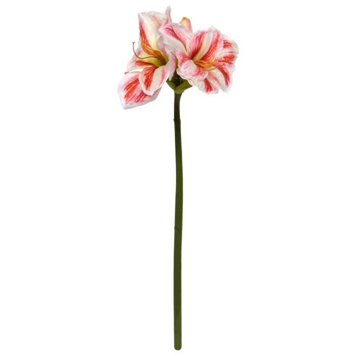 Amaryllis (67 cm)