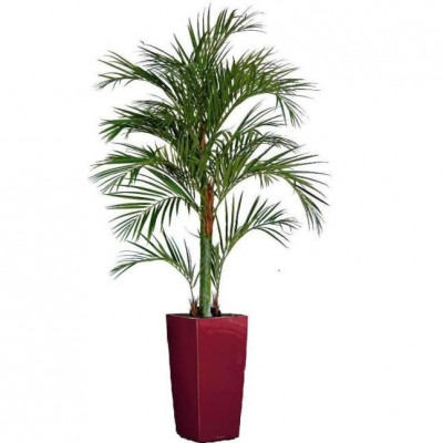 Dirbtinė Areca Palmė medis Deluxe 180cm