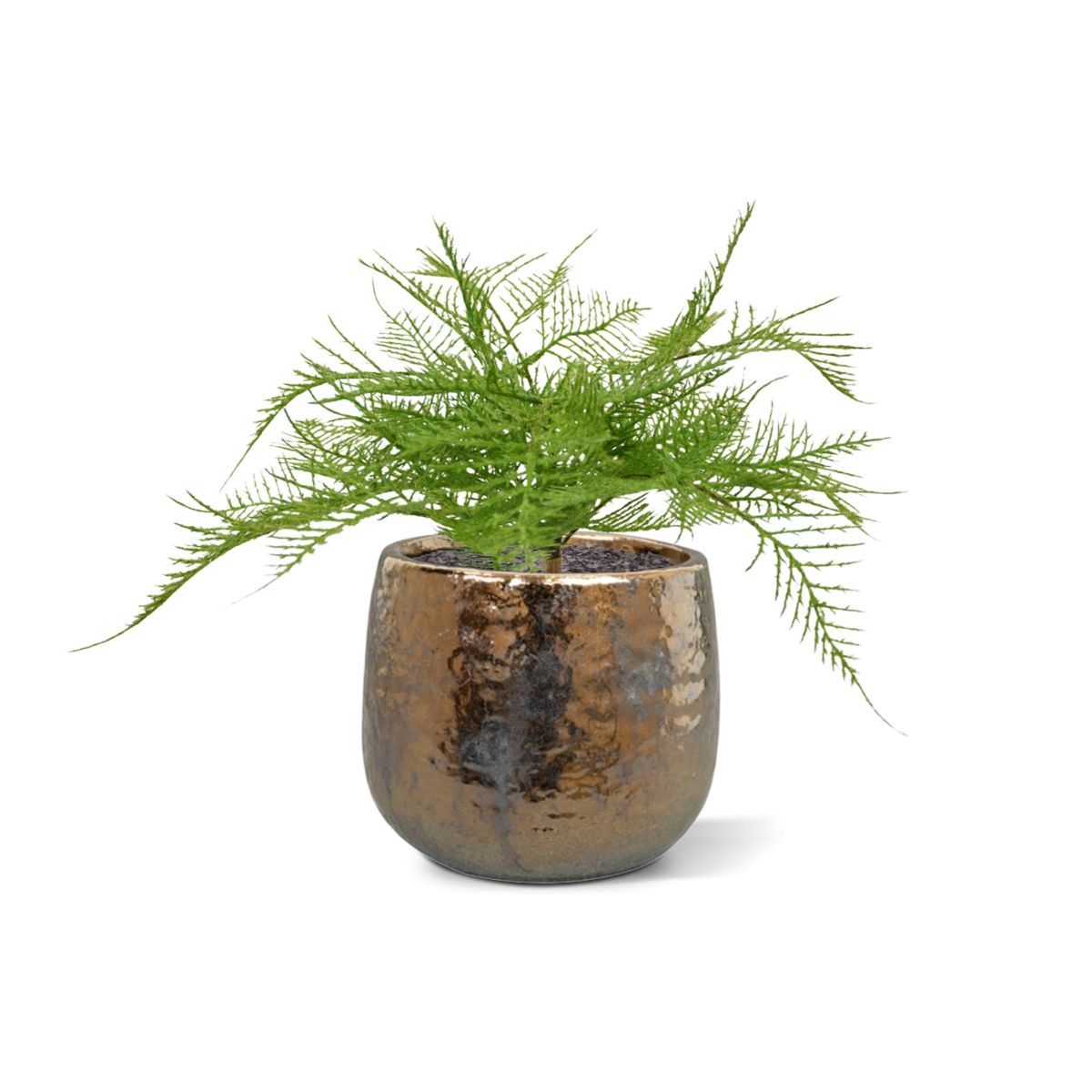 Kunstplant Aspergevaren (30 cm)