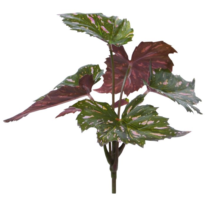 Begonia (20 cm)