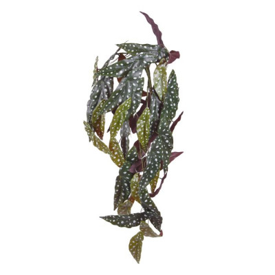 Begonia (80 cm)