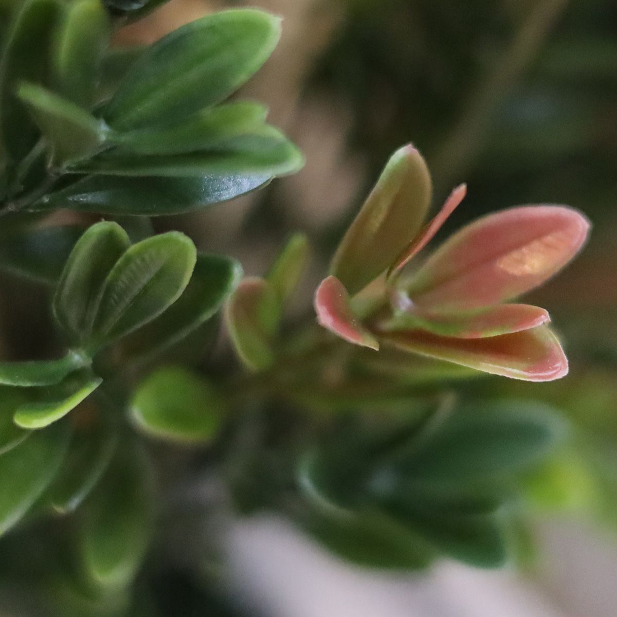 Τεχνητό Πυξάρι (165 εκ.)