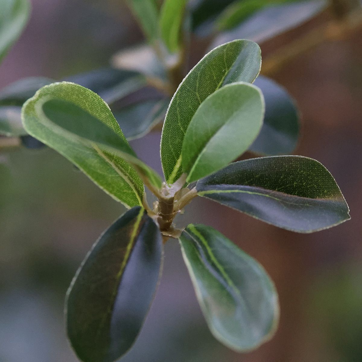 Kunstboom Bucida Buceras (240cm)