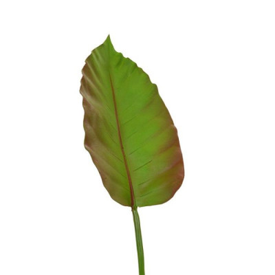 Filkulağı yaprağı (75 cm)