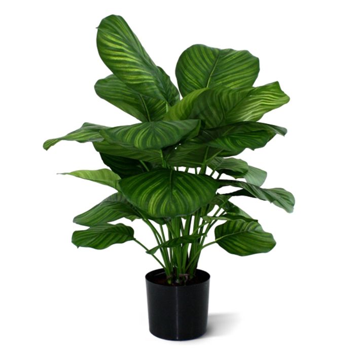 Planta artificial Fasciata Calathea (80 cm)