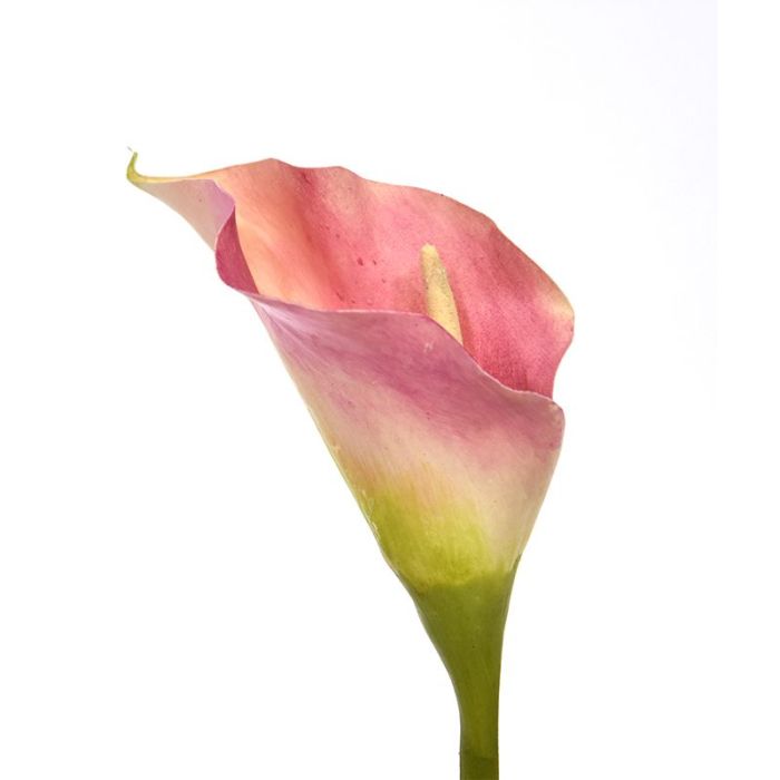 Kunstbloem Calla (55 cm)