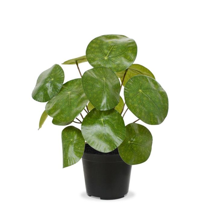 Plante artificielle Plante à monnaie chinoise (20 cm)