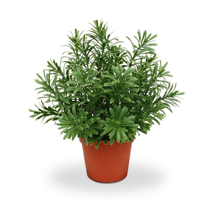 Planta artificial Suculenta Crossostephium (28 cm)