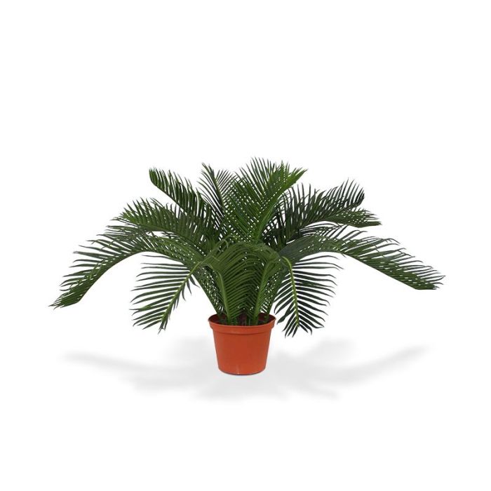 Umetna rastlina Cycas Palm (50 cm)