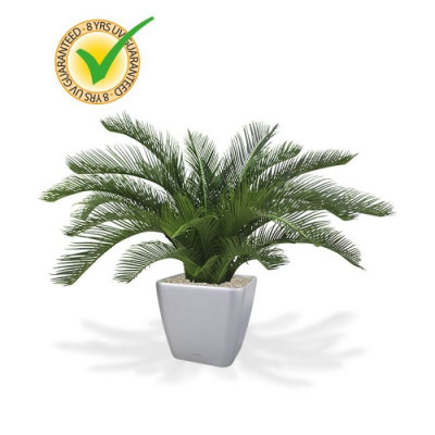 Cycas Revoluta (60 cm) UV