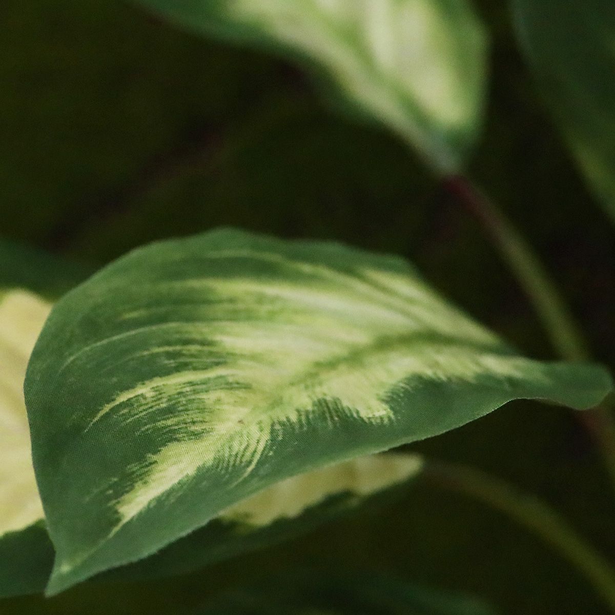 Kunsttaim Diifenbahhia (50 cm)