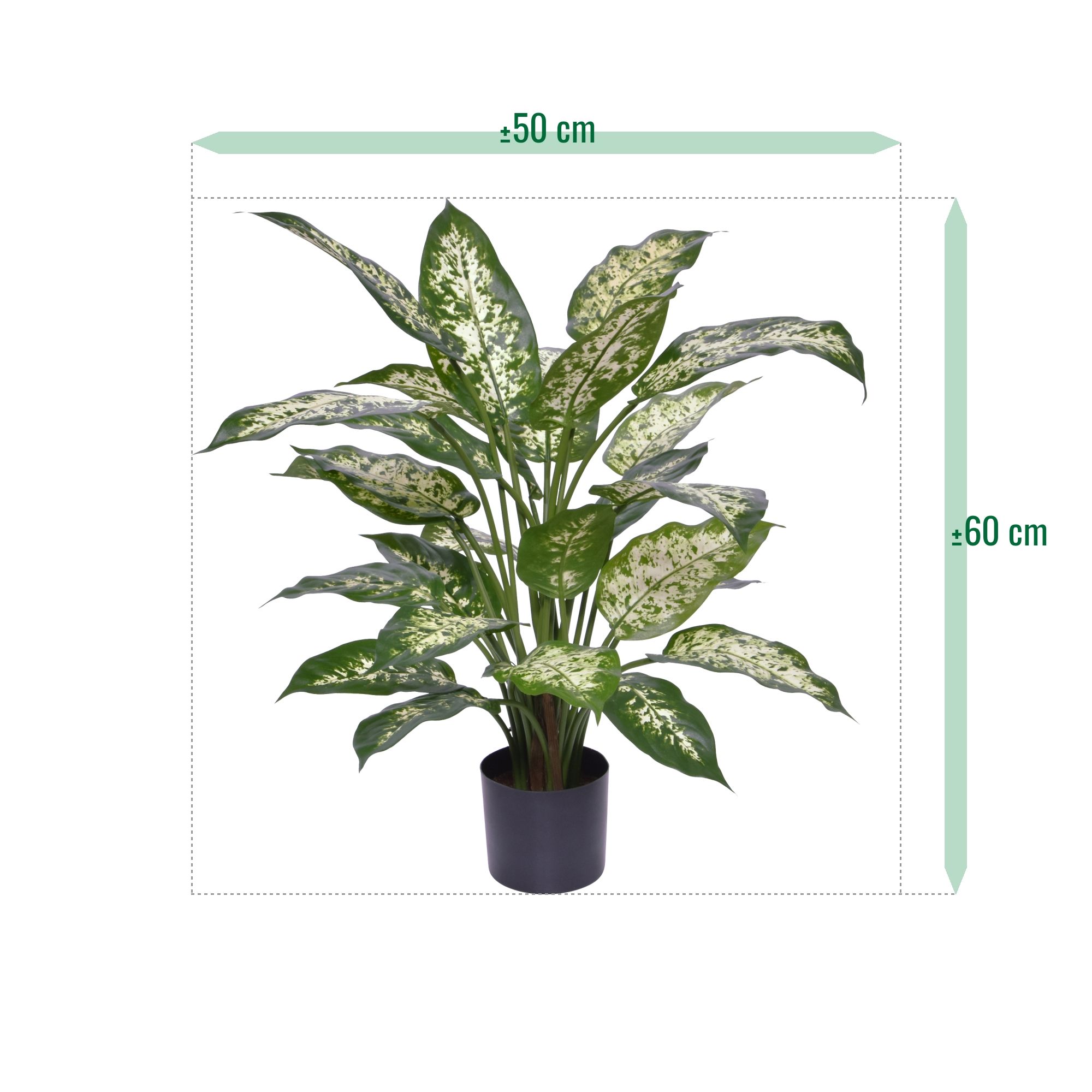 buy philodendron uk Philodendron 'Red Beauty' XL