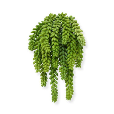 Sedum morganianum buket (30 cm)